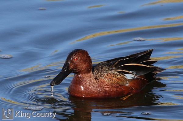 Photo of Anas cyanoptera